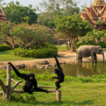 Quels animaux peut-on voir en Thaïlande Guide complet de la faune sauvage