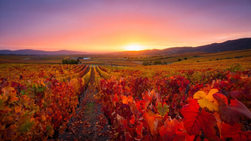 Vallée de Colchagua, Chili